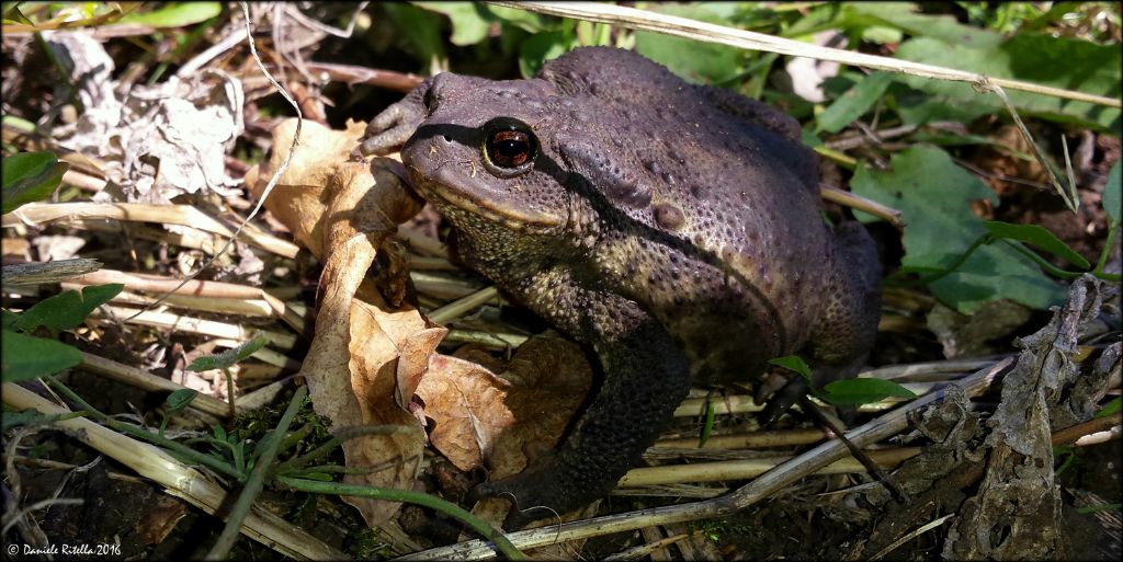 Una femmina di Bufo bufo!!!